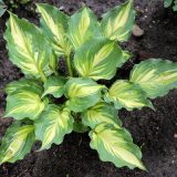 Lakeside Paisley Print