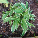 Lakeside Zinger  SOLD OUT