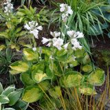 Pocketful of Sunshine