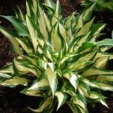 Surprised by Joy  SOLD OUT