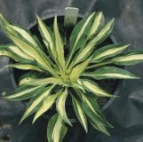 Little Jay  SOLD OUT