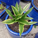 Lakeside Spruce Goose