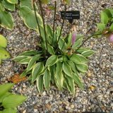 Fukurin Tsugaru Komachi