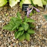 venusta Benedict’s strain